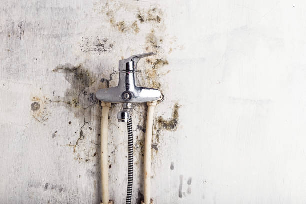 Professional Mold Remediation in Mount Ayr, IA
