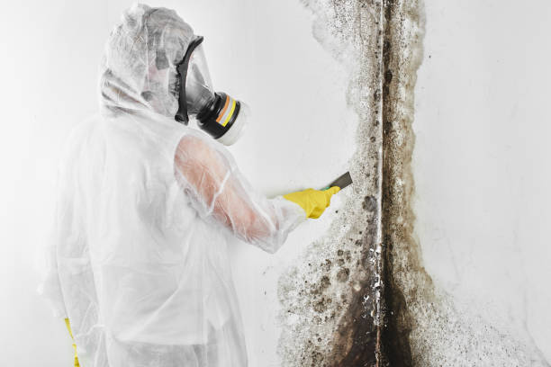 Best Mold Remediation for Specific Building Types in Mount Ayr, IA