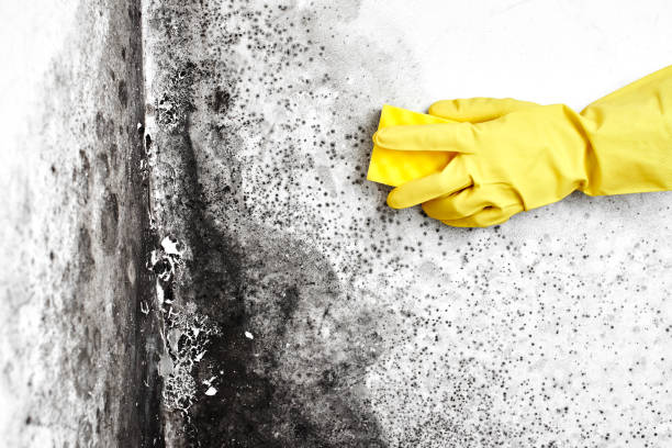 Best Emergency Mold Remediation in Mount Ayr, IA