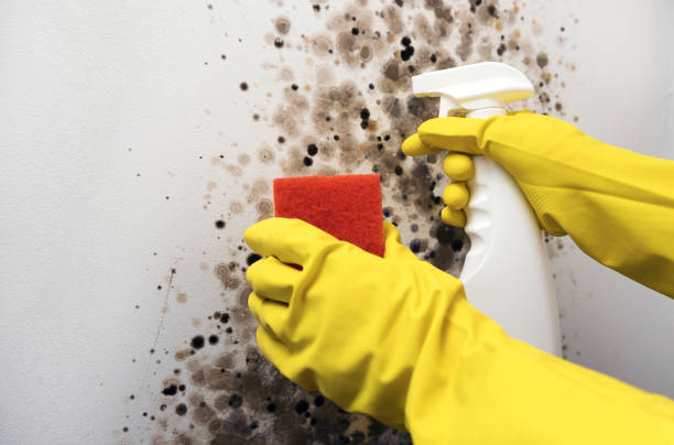 Best Kitchen Mold Remediation in Mount Ayr, IA