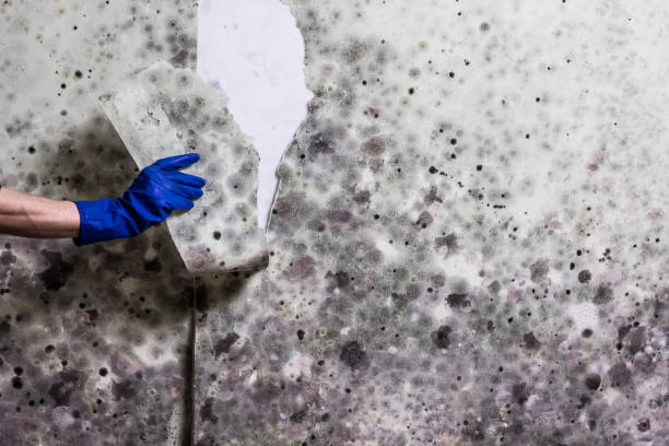 Best Health and Safety Mold Remediation in Mount Ayr, IA