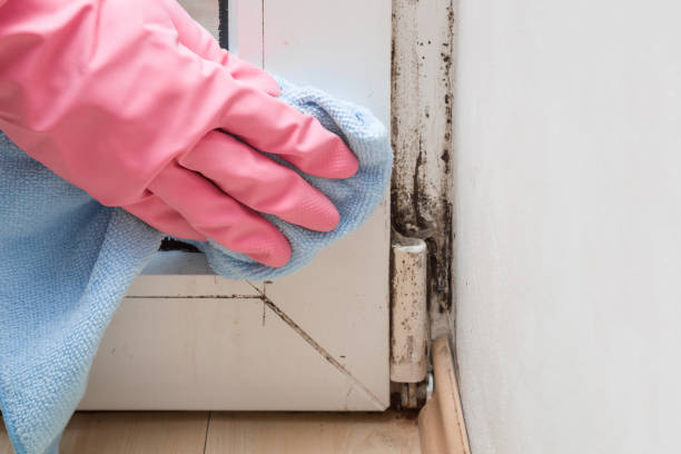Best Commercial Mold Remediation in Mount Ayr, IA