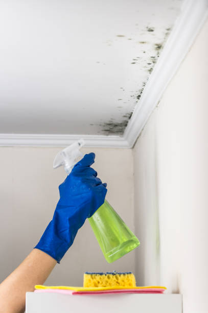 Best Basement Mold Remediation in Mount Ayr, IA